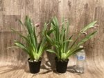 5 Spikes Miltoniopsis Hajime Ono 'Maui Falls' AM/AOS (3.5" Pot) - Image 2
