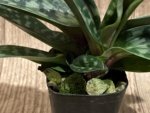 Paph. Apres Midi (appletonianum x hookerae) (2” pot) - Image 5