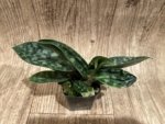 Paph. Apres Midi (appletonianum x hookerae) (2” pot) - Image 3