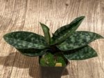 Paph. Apres Midi (appletonianum x hookerae) (2” pot) - Image 2