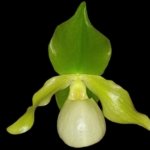 Paph. Envy Green (malipoense × primulinum) (2” pot)