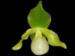 Double Plants Paph. Envy Green (malipoense × primulinum) (2” pot)