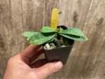 Paph. Envy Green (malipoense × primulinum) (2” pot) - Image 2
