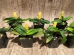 Paph. Envy Green (malipoense × primulinum) (2” pot) - Image 4