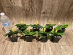 Paph. Envy Green (malipoense × primulinum) (2” pot) - Image 7