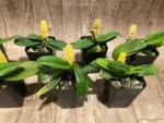 Paph. Envy Green (malipoense × primulinum) (2” pot) - Image 5
