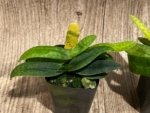 Double Plants Paph. Envy Green (malipoense × primulinum) (2” pot) - Image 2