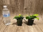 Double Plants Paph. Envy Green (malipoense × primulinum) (2” pot) - Image 5