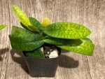 Double Plants Paph. Envy Green (malipoense × primulinum) (2” pot) - Image 3