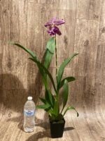 Beallara Marfitch ‘Howard’s Dream’ AM/AOS (3.5” Pot) - Image 6