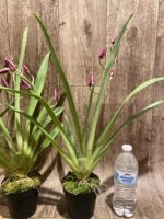 Double Spikes Miltoniopsis Mario Van Peebles 'Black Falls' (3.5” pot) - Image 6