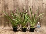 Double Spikes Miltoniopsis Mario Van Peebles 'Black Falls' (3.5” pot) - Image 2