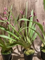Double Spikes Miltoniopsis Mario Van Peebles 'Black Falls' (3.5” pot) - Image 5