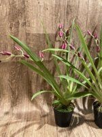 Double Spikes Miltoniopsis Mario Van Peebles 'Black Falls' (3.5” pot) - Image 4