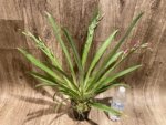 Triple Spikes Miltoniopsis Mario Van Peebles 'Black Falls' (3.5” pot) - Image 2