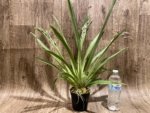 Triple Spikes Miltoniopsis Mario Van Peebles 'Black Falls' (3.5” pot) - Image 4