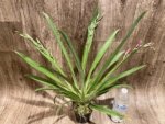 Triple Spikes Miltoniopsis Mario Van Peebles 'Black Falls' (3.5” pot) - Image 5