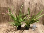 In Spike Miltoniopsis Mario Van Peebles 'Black Falls' (3.5” pot) - Image 2