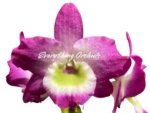 Dendrobium Tdares Angel Emperor "Taichung No. 4 FM Jadeite” (4” pot) - Image 2