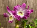 Dendrobium Tdares Angel Emperor "Taichung No. 4 FM Jadeite” (4” pot) - Image 5