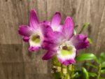Dendrobium Tdares Angel Emperor "Taichung No. 4 FM Jadeite” (4” pot) - Image 6