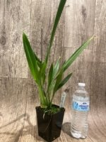 Brassia Daddy Long Legs 'Fred Schwartz' (3.5” pot) - Image 3