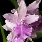 Miltonia Rickhood (Milt. Honolulu x Milt. Candida) (3.5" pot)