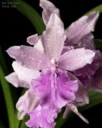 Miltonia Rickhood (Milt. Honolulu x Milt. Candida) (3.5" pot)