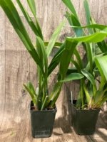 Miltonia Rickhood (Milt. Honolulu x Milt. Candida) (3.5" pot) - Image 4