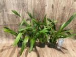 Miltonia Rickhood (Milt. Honolulu x Milt. Candida) (3.5" pot) - Image 3