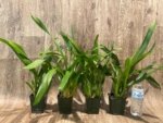 Miltonia Rickhood (Milt. Honolulu x Milt. Candida) (3.5" pot) - Image 2