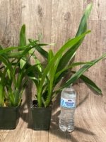 Miltonia Rickhood (Milt. Honolulu x Milt. Candida) (3.5" pot) - Image 7