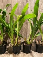 In Spike Large Plants Grammatocymbidium Memoria Nathan Newman (5” Pot) - Image 8