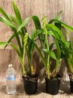 In Spike Large Plants Grammatocymbidium Memoria Nathan Newman (5” Pot) - Image 7