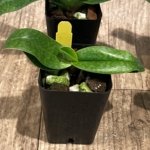 Paph QF Mini Charm (QF Mini x Topaz charm) (BS 2” Pot)