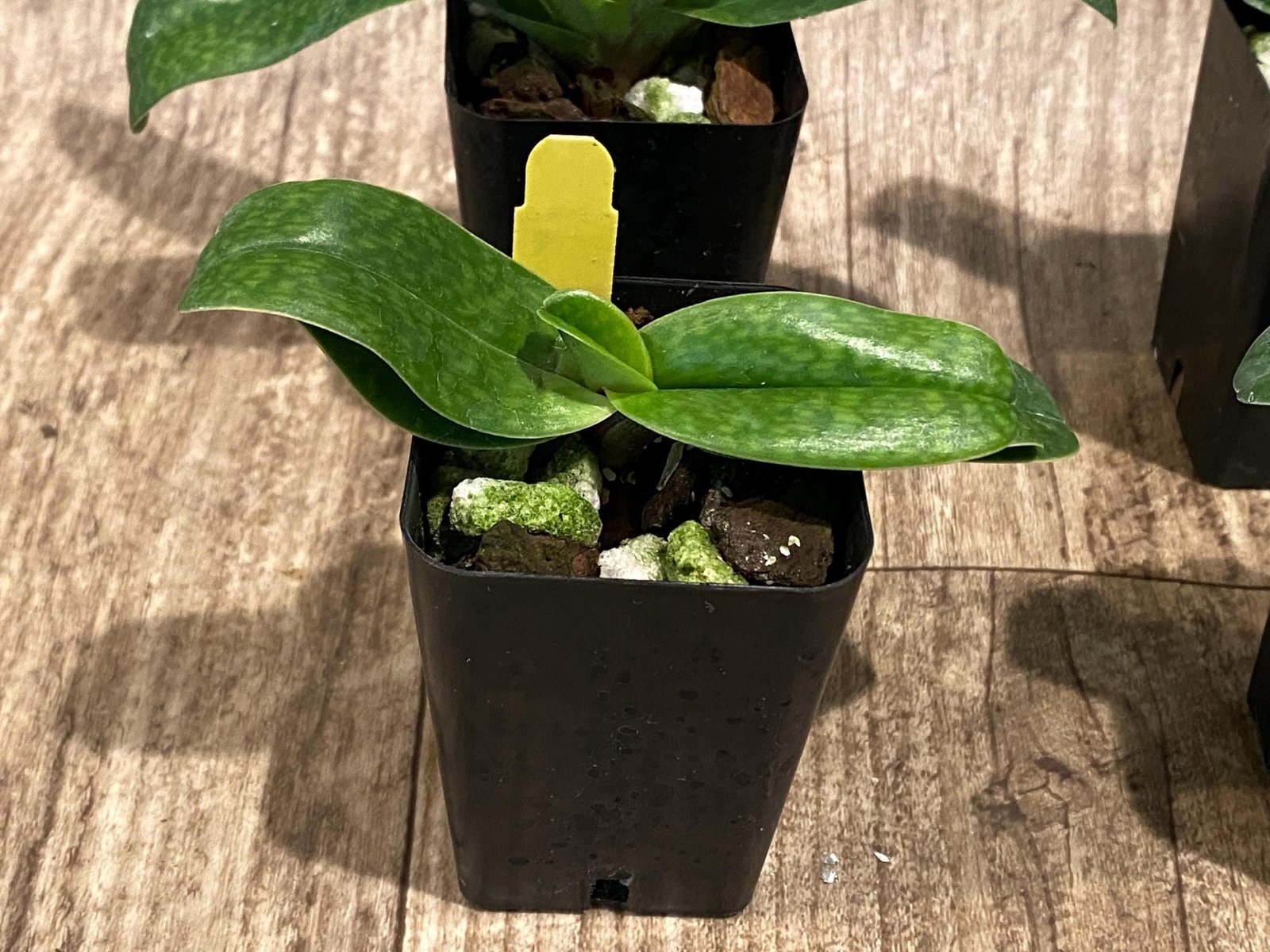 il_fullxfull.8050823710_p7a1.jpg Paph QF Mini Charm (QF Mini x Topaz charm) (BS 2” Pot) - Image 1