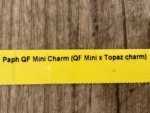 Paph QF Mini Charm (QF Mini x Topaz charm) (BS 2” Pot) - Image 7