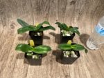 Paph QF Mini Charm (QF Mini x Topaz charm) (BS 2” Pot) - Image 6