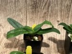 Paph QF Mini Charm (QF Mini x Topaz charm) (BS 2” Pot) - Image 3