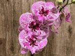 In Spike Phalaenopsis Lost Tag (4" Pot) - Image 4