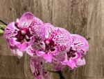 In Spike Phalaenopsis Lost Tag (4" Pot) - Image 3