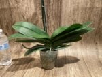 In Spike Phalaenopsis Lost Tag (4" Pot) - Image 8