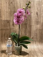 In Spike Phalaenopsis Lost Tag (4" Pot) - Image 5