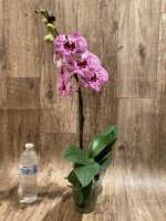 In Spike Phalaenopsis Lost Tag (4" Pot) - Image 7