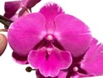 In Spikes Phalaenopsis Miki Chilli ‘Splash’ Large Flowers (4.5" pot) - Image 2