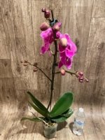 In Spikes Phalaenopsis Miki Chilli ‘Splash’ Large Flowers (4.5" pot) - Image 5
