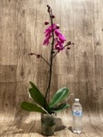 In Spikes Phalaenopsis Miki Chilli ‘Splash’ Large Flowers (4.5" pot) - Image 7