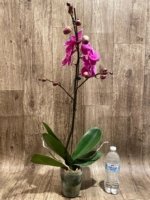 In Spikes Phalaenopsis Miki Chilli ‘Splash’ Large Flowers (4.5" pot) - Image 6