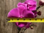 In Spikes Phalaenopsis Miki Chilli ‘Splash’ Large Flowers (4.5" pot) - Image 4