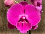 In Spike Phalaenopsis Miki Chilli Large Flowers (4.5" pot) - Image 3